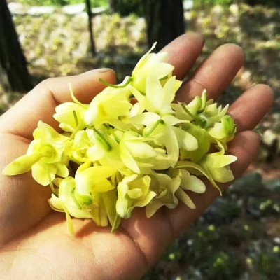 霍山米斛花散装霍山铁皮石斛花产地供应批发霍山米斛花干花养生茶  10克起售图3