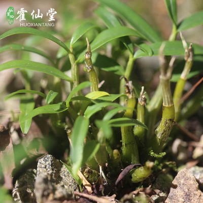 供应霍山米斛鲜条 干条原料霍山石斛鲜条 批发石斛霍山米斛鲜条  10克起售图3