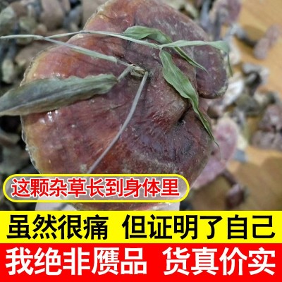 大别山赤灵芝大中小灵芝大货批发 整枝林芝赤芝粉正品深山林芝  2斤起售图2