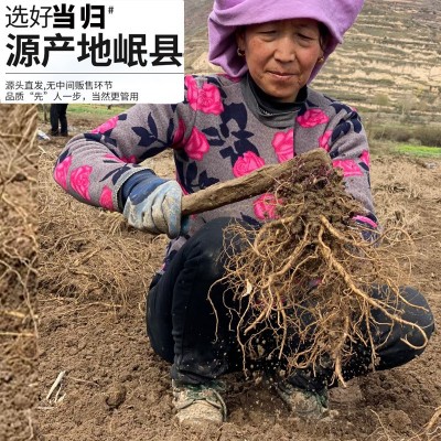 甘肃岷县当归中药材批发正品当归片药材当归条散装泡酒料汤包 2斤图4