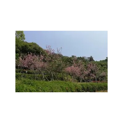 北京到厦门旅游、鼓浪屿、华安土楼、南普陀、特价双飞五日游图4