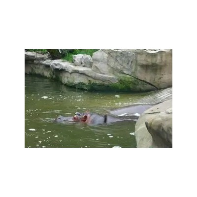 从重庆怎么到永川_野生动物园一日游_永川野生动物园门票_价格图4