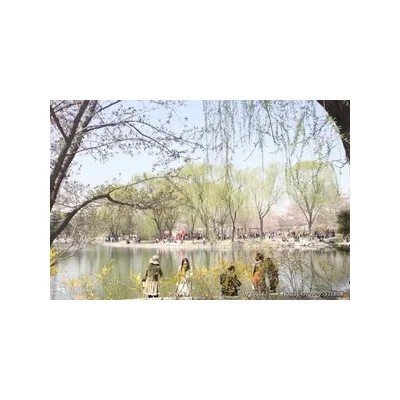 天津到北京太平洋海底世界、玉渊潭赏樱花一日图5