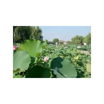 团队旅游强烈推荐红色旅游白洋淀经典一日游图3