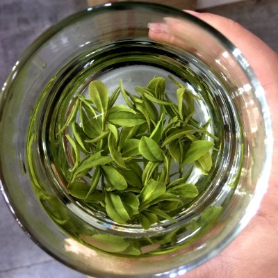 2023新茶西湖浙江松阳美景浓豆香绿茶批发春茶叶散装白茶绿龙井茶2斤图4