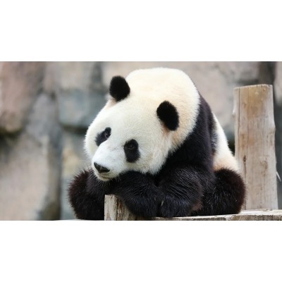 上海野生动物园5A图3