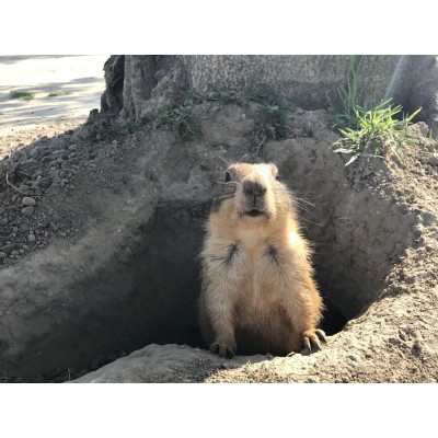 天鹅湖动物基地图3