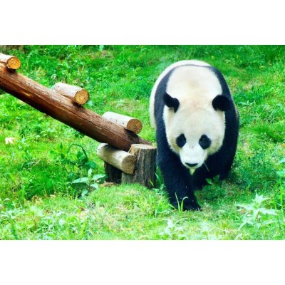 红山森林动物园4A图2