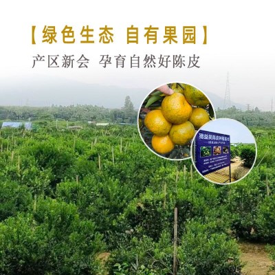 【德益昊】10年梅江陈皮大红皮新会陈皮10年陈皮陈皮厂家货源充足图3
