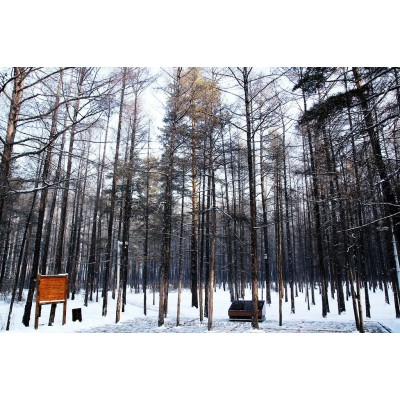 松苑原始森林公园Songyuan Forest Park图2