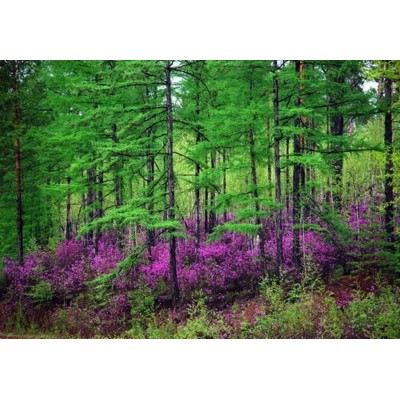 松苑原始森林公园Songyuan Forest Park图3