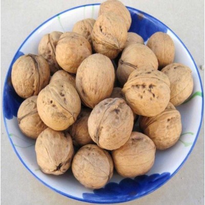 【代发】批发新疆特产新疆纸皮核桃薄皮易剥500克新疆薄皮核桃2包图4