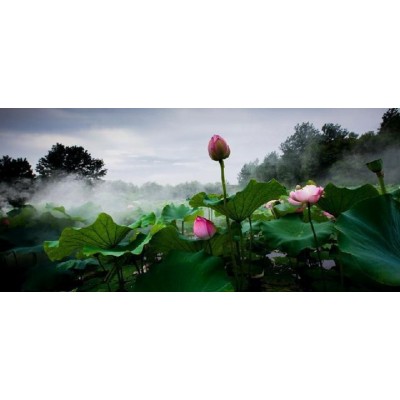 溱湖国家湿地公园图3
