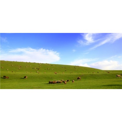 昭苏中央湿地公园4A景区图5