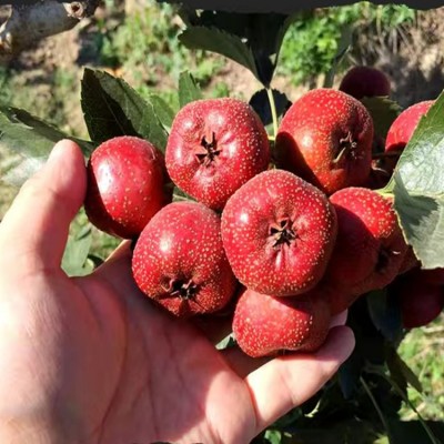 冻干山楂冰糖葫芦无核糖葫芦休闲零食空心山楂老北京风味批发代发2包图4