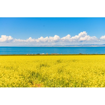 青海湖Qinghai Lake图5