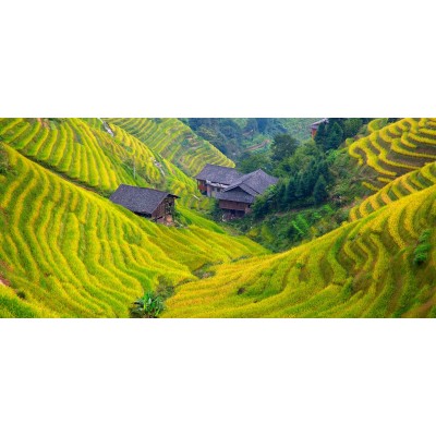 龙脊梯田4A景区图2