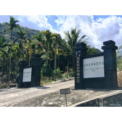 吊罗山国家森林公园图4