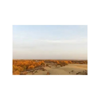 额济纳旗胡杨林旅游攻略|走进河西、额济纳胡杨双卧8日游图5