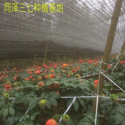 2021年新花 三七花茶 云南土特产文山三七花 散装3/4年三七花批发  2斤图3