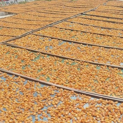 大连干鲍鱼生晒淡干鲍鱼厂家直销各种规格煲汤煮粥包粽子一件代发  2件图4