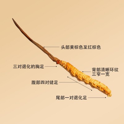 西藏冬虫夏草批发 高海拔虫草 冻干全肉节冬虫夏草 断草 冬虫夏草  2克图3