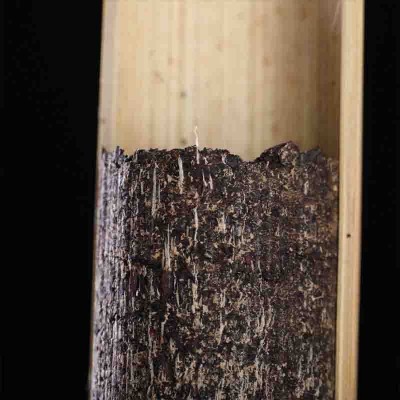 勐海普洱茶熟茶 竹筒茶竹香普洱熟茶叶干仓醇香产地直销300克  2个图2