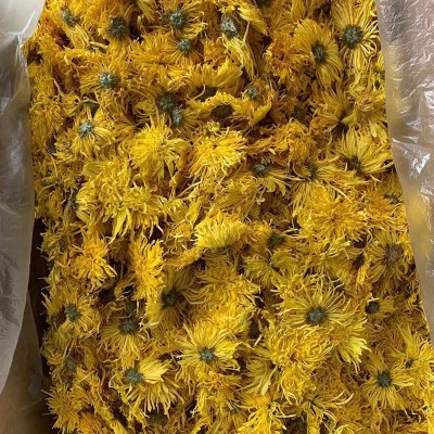 2022金丝皇菊散货批发大朵一朵一杯菊花金丝婺源散货产地基地供应2斤图3