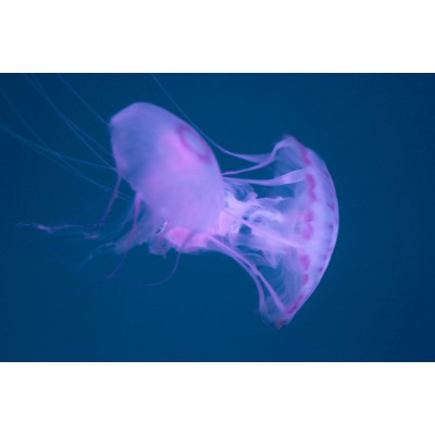 天津海昌极地海洋公园图5