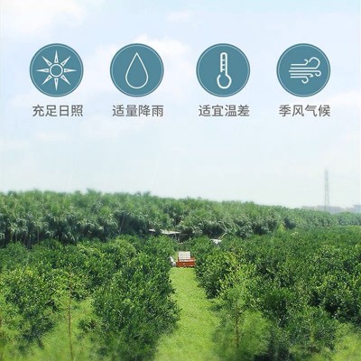 新宝堂小青柑普洱熟茶铁罐礼盒装250克新会小青柑广东特产1件代发  2件图3