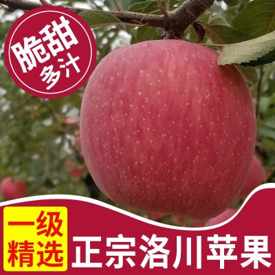 产地直发陕西延安洛川红富士苹果5斤/10斤脆甜新鲜水果一件代发2箱图3