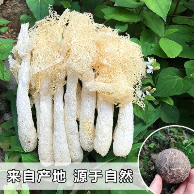 2023包邮新货竹荪干货不熏硫菌菇肉厚竹笙古田农家特产  2袋图2