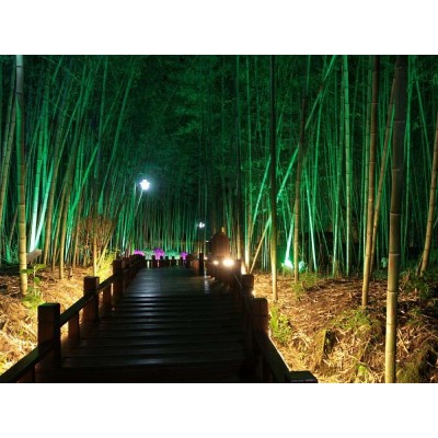 大洞竹海Dadong Bamboo Ocean图3