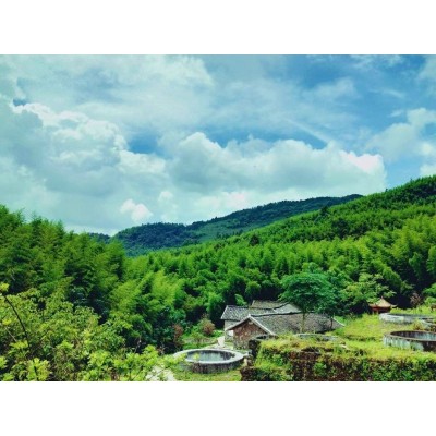 大洞竹海Dadong Bamboo Ocean图4