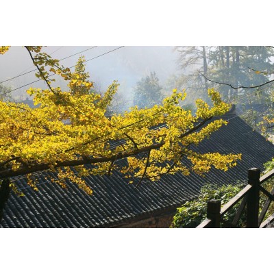 妥乐古银杏Tuole Ancient Ginkgo Biloba图4