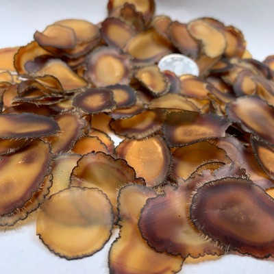 吉林鹿茸片干礼盒装蜡片全腊片鹿茸整枝整根正宗品东北特产  10克图4