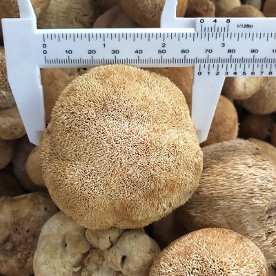 包邮去跟剪脚6-8cm猴头菇 大个礼品级猴蘑菇 短毛长毛猴头菇定制  30件图3