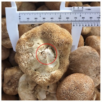 包邮去跟剪脚6-8cm猴头菇 大个礼品级猴蘑菇 短毛长毛猴头菇定制  30件图5
