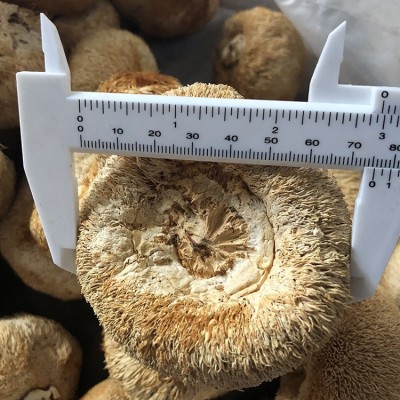包邮去跟剪脚6-8cm猴头菇 大个礼品级猴蘑菇 短毛长毛猴头菇定制  30件图2