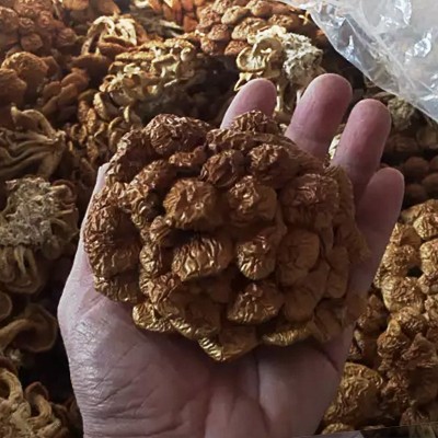 古田滑子菇 滑子蘑纳美菇珍珠菇 菌菇干货蘑菇滑子香菇礼品菇500g  10件图2