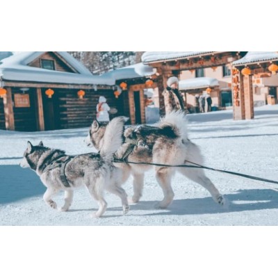 东北乡雪5日景点旅行(中央大街+亚布力+索菲亚教堂+中国雪乡+雪韵大街+雾凇岛+冰雪大世界）图5
