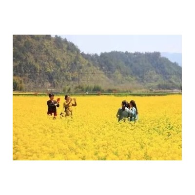 新大陆国旅--新春推出 〔桐庐富春江•赏花3日游〕图1