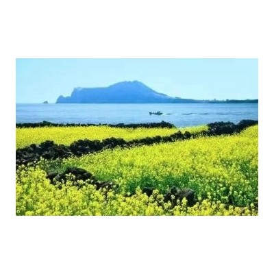 新大陆国旅--新春推出 〔桐庐富春江•赏花3日游〕图2