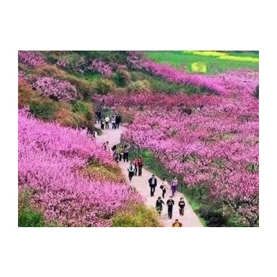 新大陆国旅--新春推出 〔桐庐富春江•赏花3日游〕图4