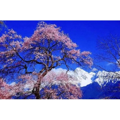 2024年3月，西藏7日桃花节深度游—找寻漫山桃花的摄影之旅图3