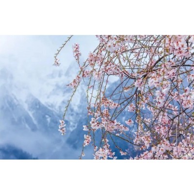 2024年3月，西藏7日桃花节深度游—找寻漫山桃花的摄影之旅图4