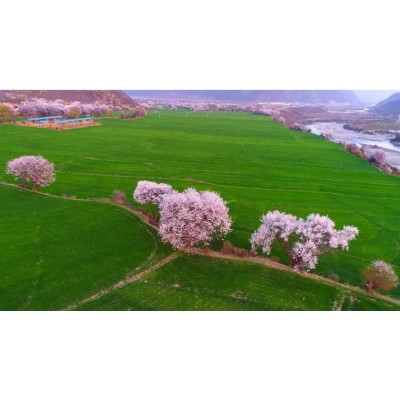 2024年3月，西藏7日桃花节深度游—找寻漫山桃花的摄影之旅图5