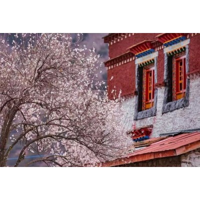 2024年3月，西藏7日桃花节深度游—找寻漫山桃花的摄影之旅图6
