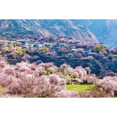 2024年3月，西藏7日桃花节深度游—找寻漫山桃花的摄影之旅图7