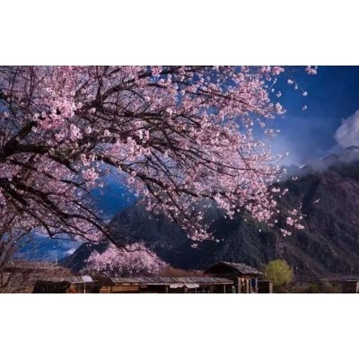 2024年3月，西藏7日桃花节深度游—找寻漫山桃花的摄影之旅图8